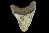 Fossil Megalodon Tooth - North Carolina #109718-2